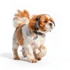 PINA Dog Raincoat Waterproof Lightweight Jacket-4