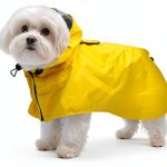 Dora Bridal Dog Raincoat Waterproof Windproof Reflective-0