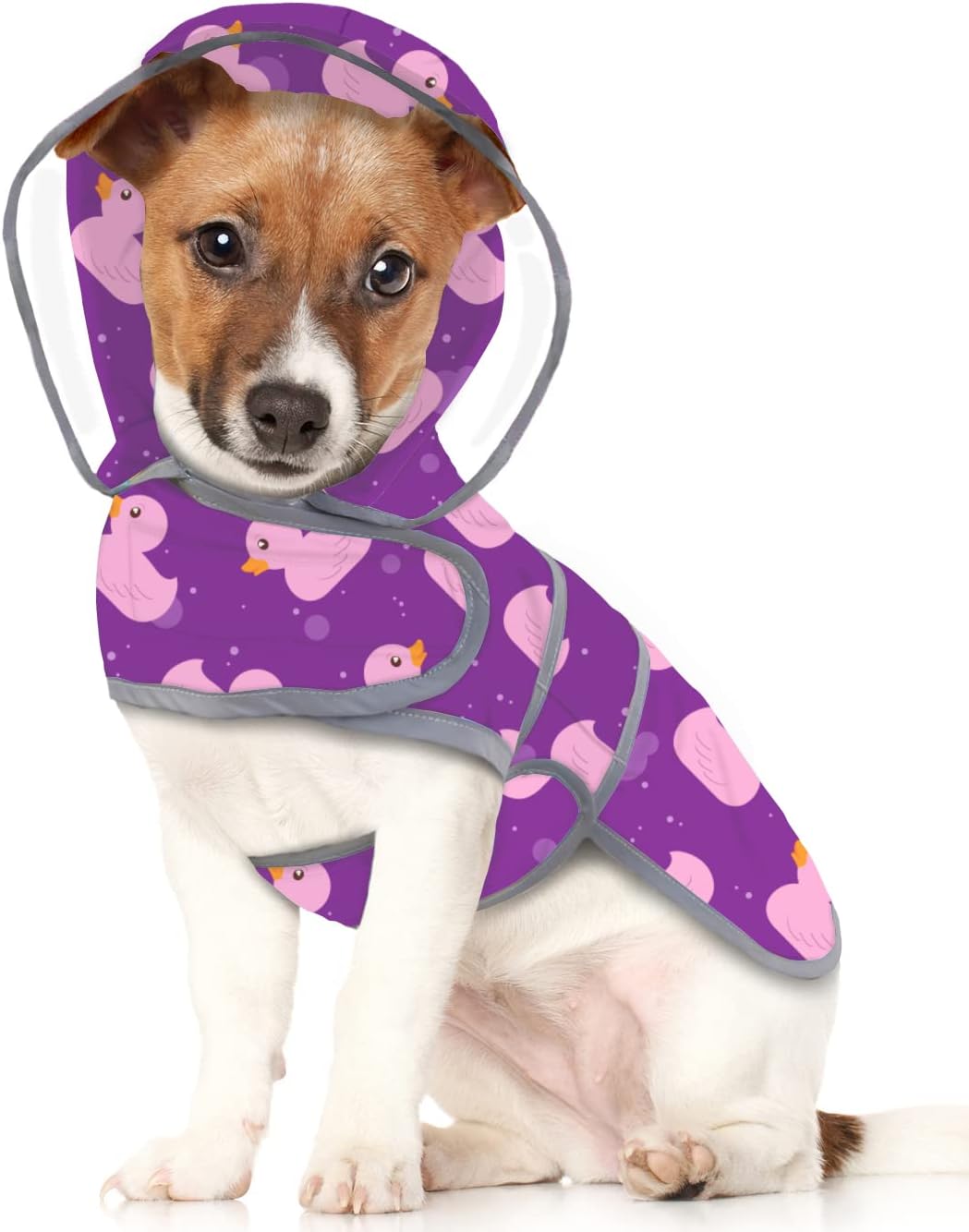 Dog wearing HDE raincoat on a rainy park trail
