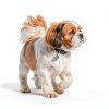 PINA Dog Raincoat Waterproof Windproof Reflective Pet Jacket-4